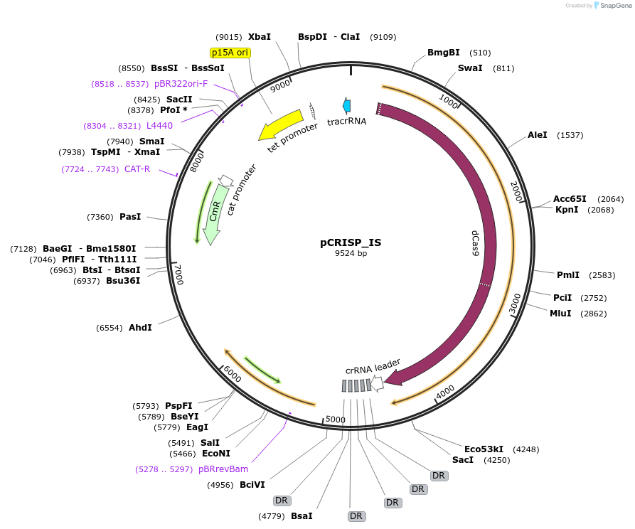120425-plasmid-map-sequence-id-240993