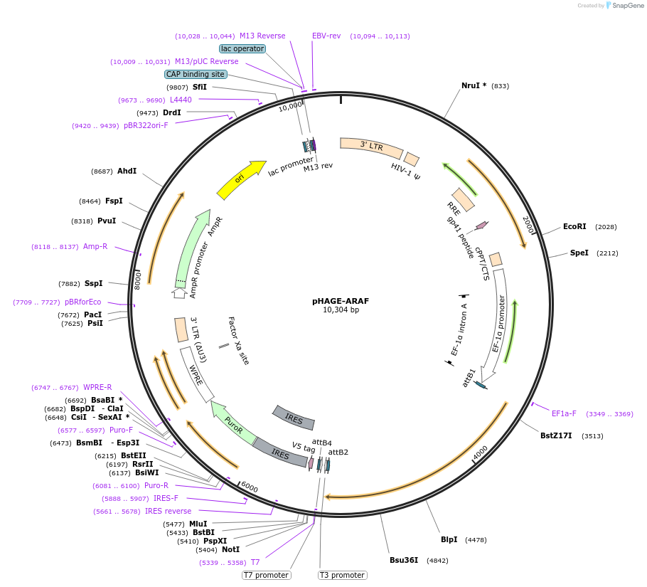 116713-plasmid-map-sequence-id-240998