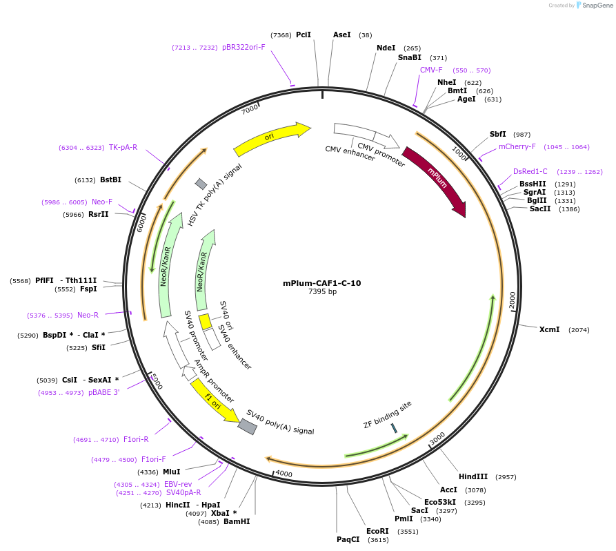 55953-plasmid-map-sequence-id-241001