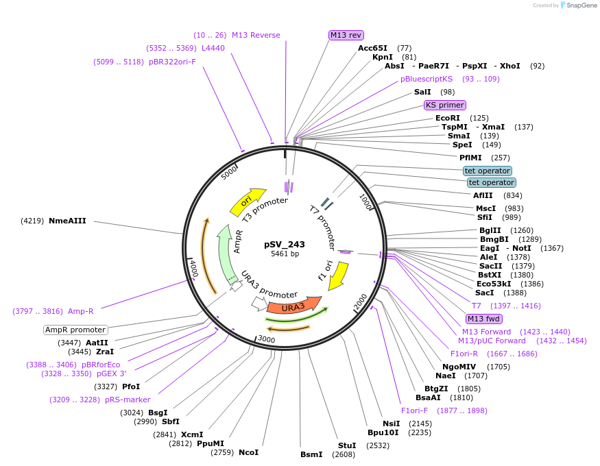122940-plasmid-map-sequence-id-241011