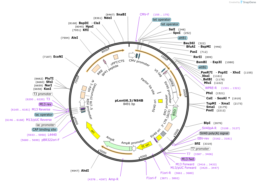 120840-plasmid-map-sequence-id-241012
