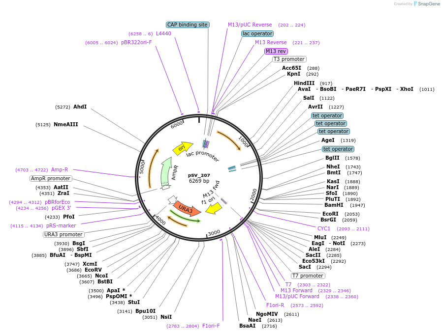 122938-plasmid-map-sequence-id-241015