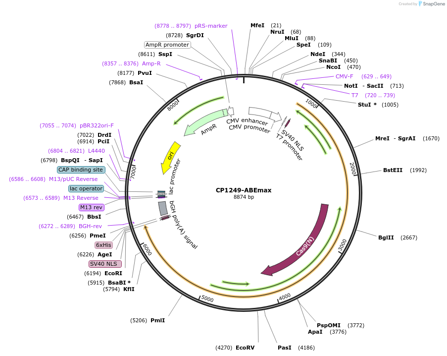 119809-plasmid-map-sequence-id-241016