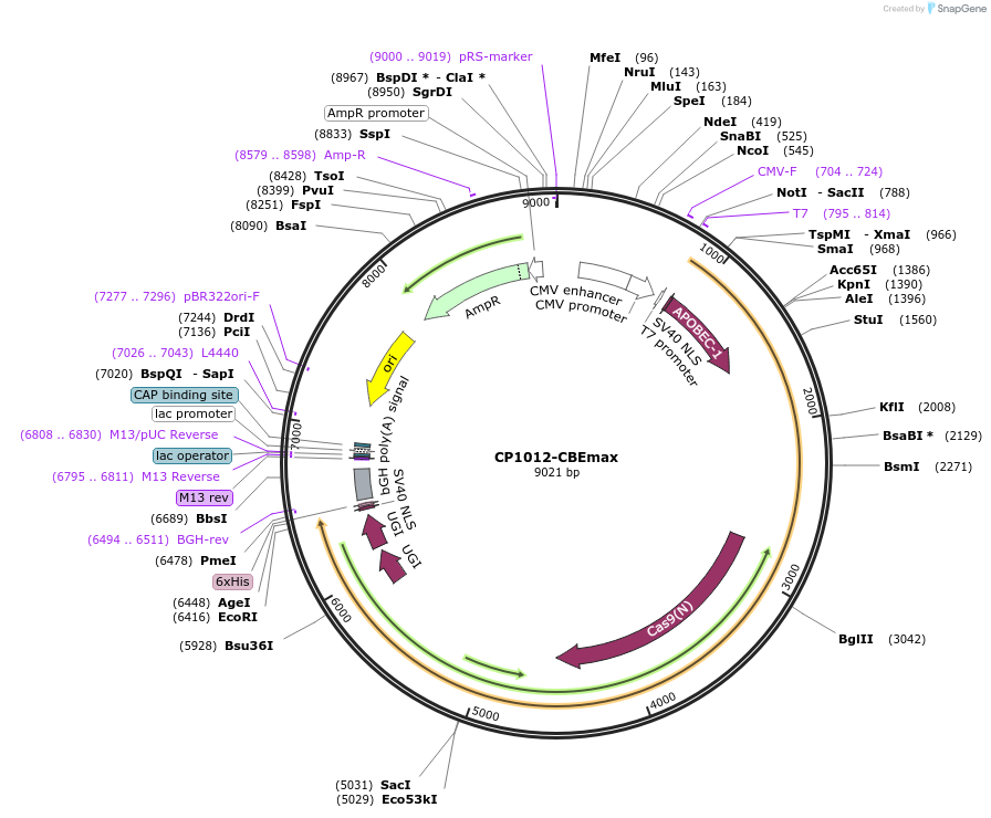 119801-plasmid-map-sequence-id-241019