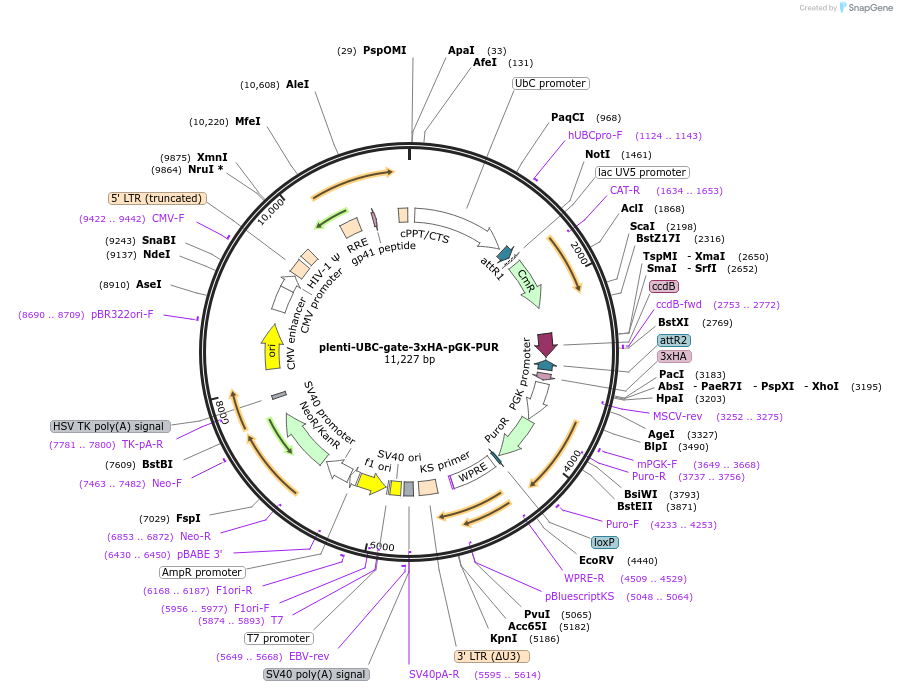 107393-plasmid-map-sequence-id-241021