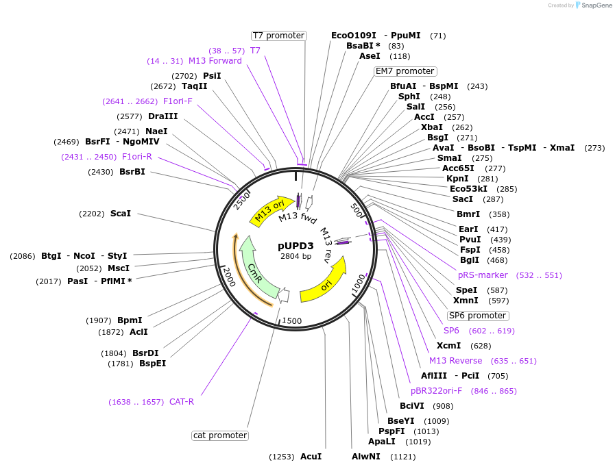 118043-plasmid-map-sequence-id-241023