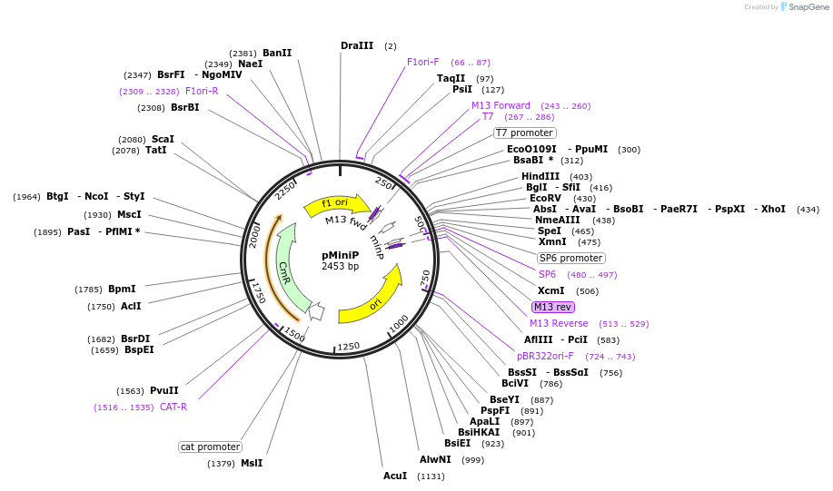 118049-plasmid-map-sequence-id-241024