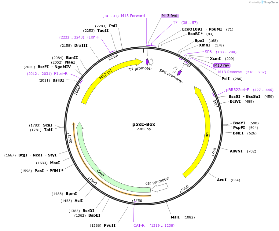 118052-plasmid-map-sequence-id-241025