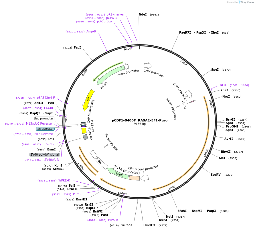 114098-plasmid-map-sequence-id-241028