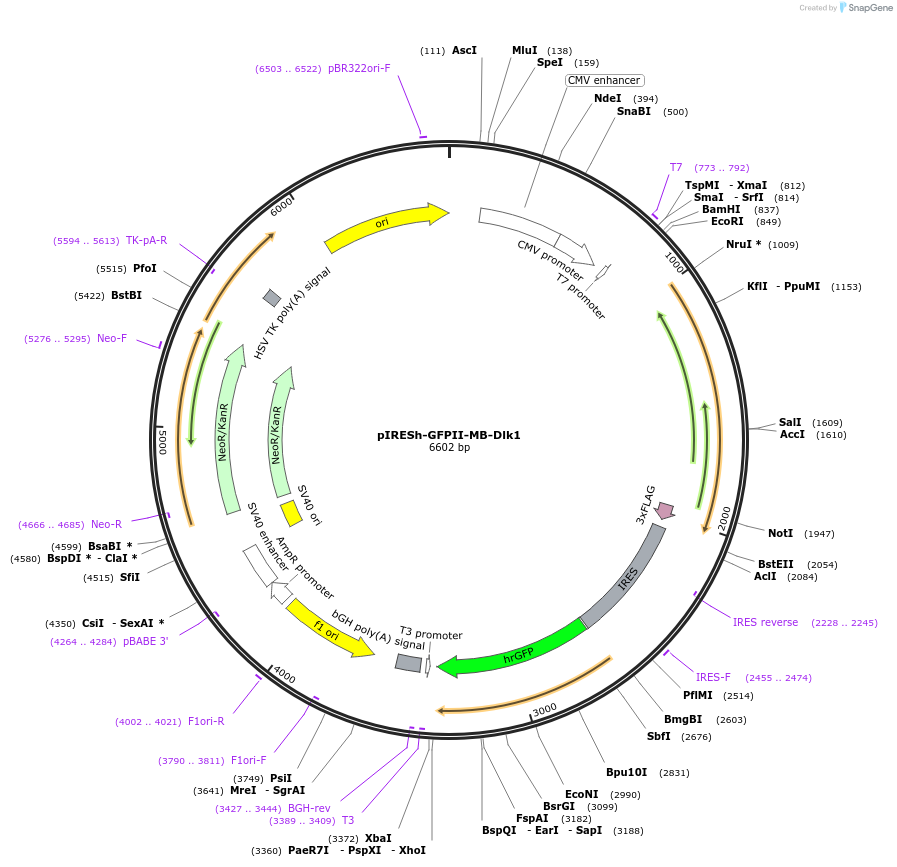 108930-plasmid-map-sequence-id-241029