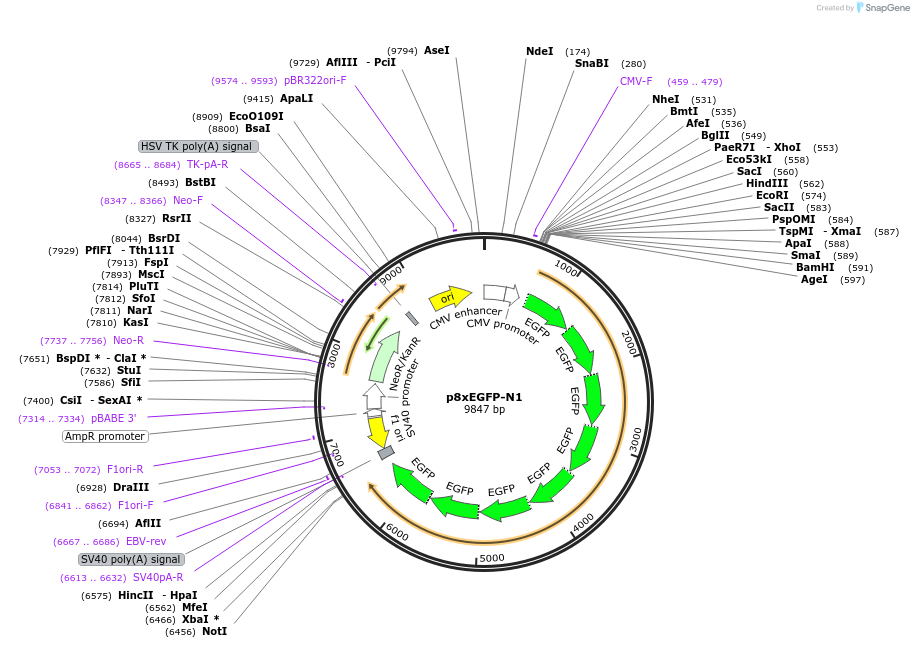 122168-plasmid-map-sequence-id-241032