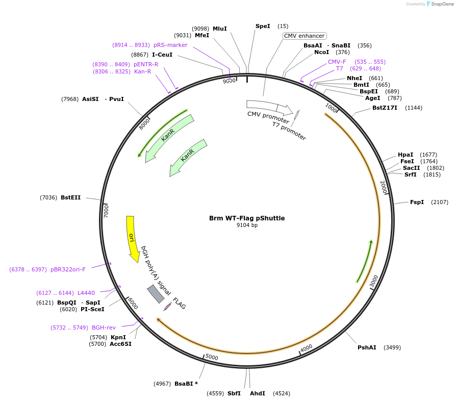 122105-plasmid-map-sequence-id-241034