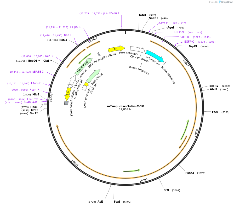 62788-plasmid-map-sequence-id-241035
