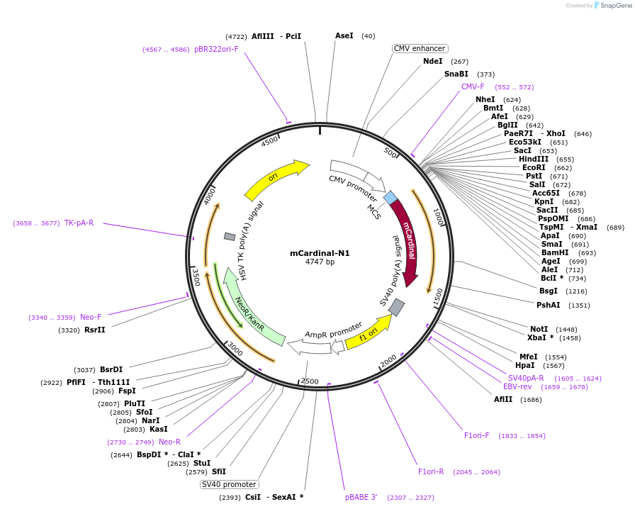54590-plasmid-map-sequence-id-241038