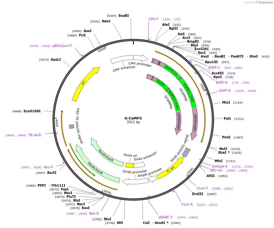 22692-plasmid-map-sequence-id-241043