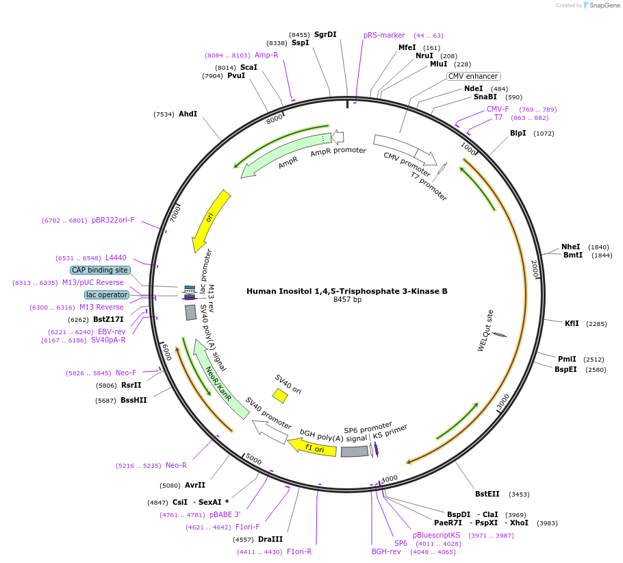 122589-plasmid-map-sequence-id-241047