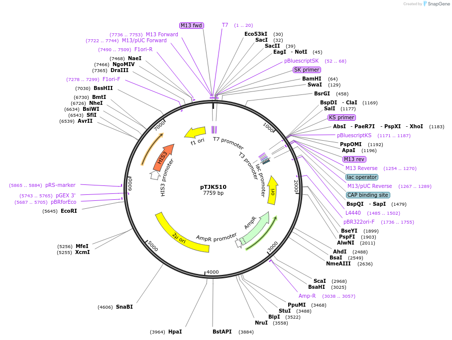 121465-plasmid-map-sequence-id-241094