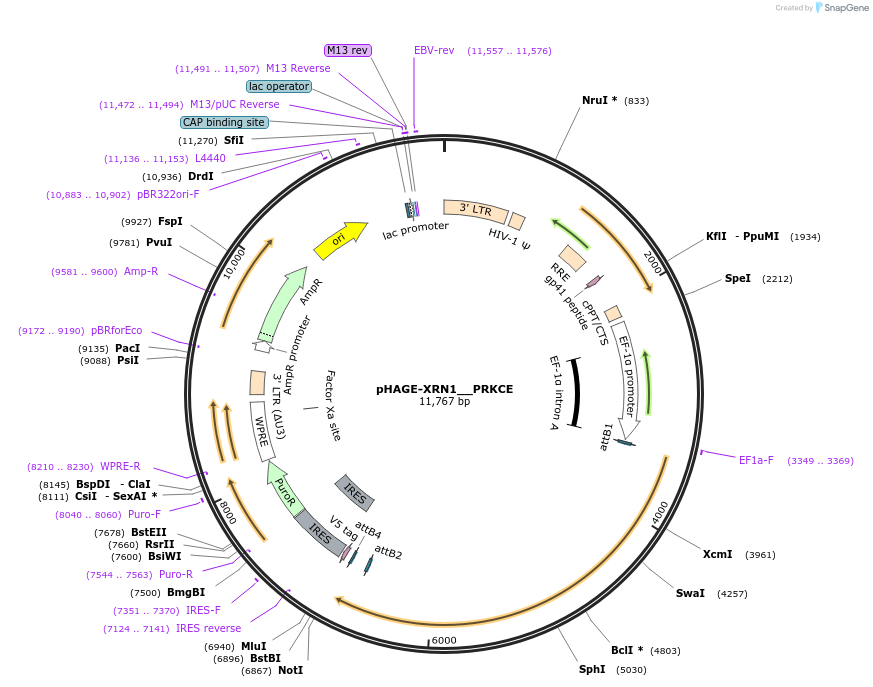 116846-plasmid-map-sequence-id-241098