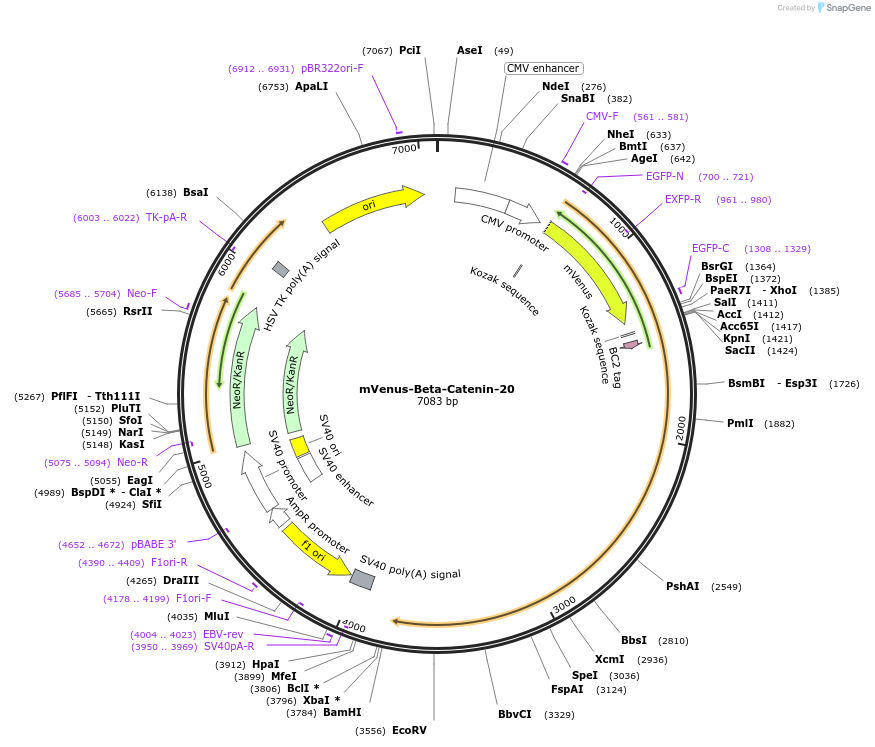 56604-plasmid-map-sequence-id-241201