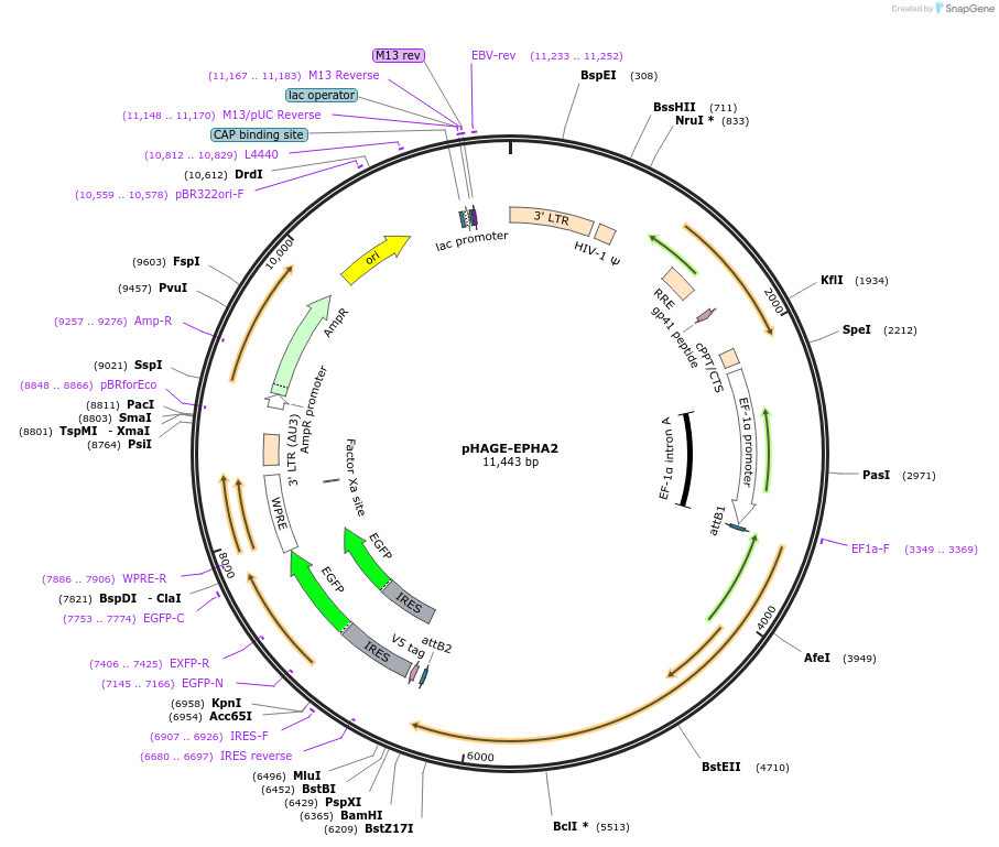 116732-plasmid-map-sequence-id-241215