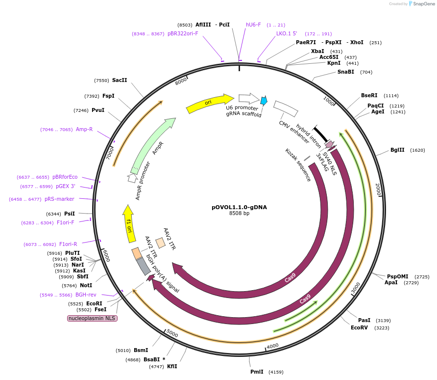 113794-plasmid-map-sequence-id-241251