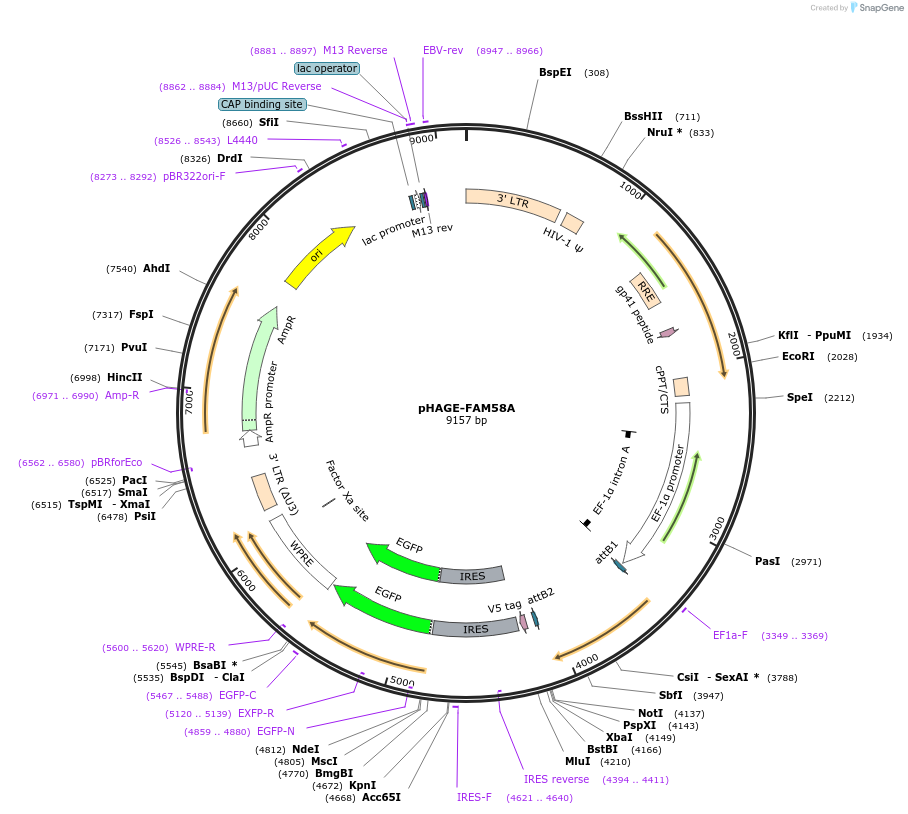 116739-plasmid-map-sequence-id-241256
