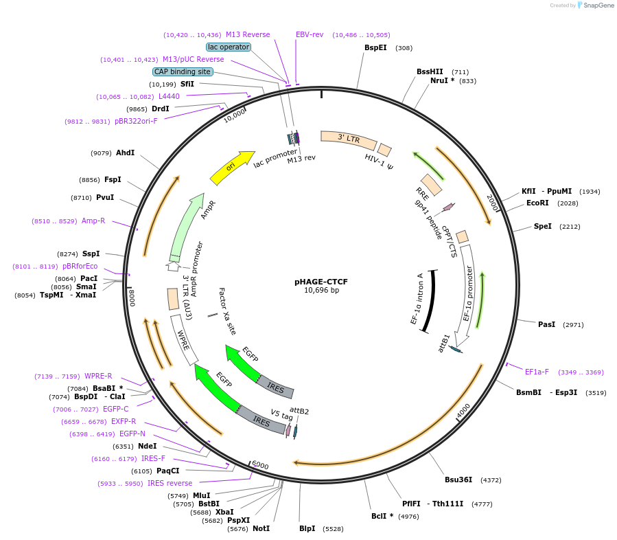 116728-plasmid-map-sequence-id-241258