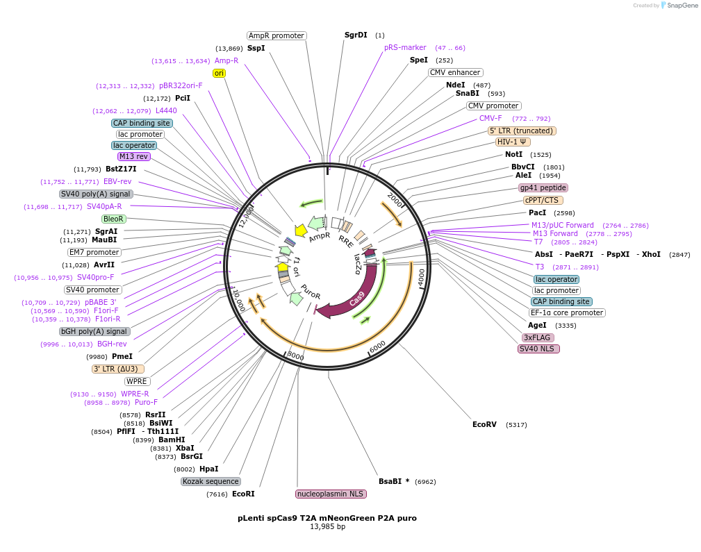 122183-plasmid-map-sequence-id-241282