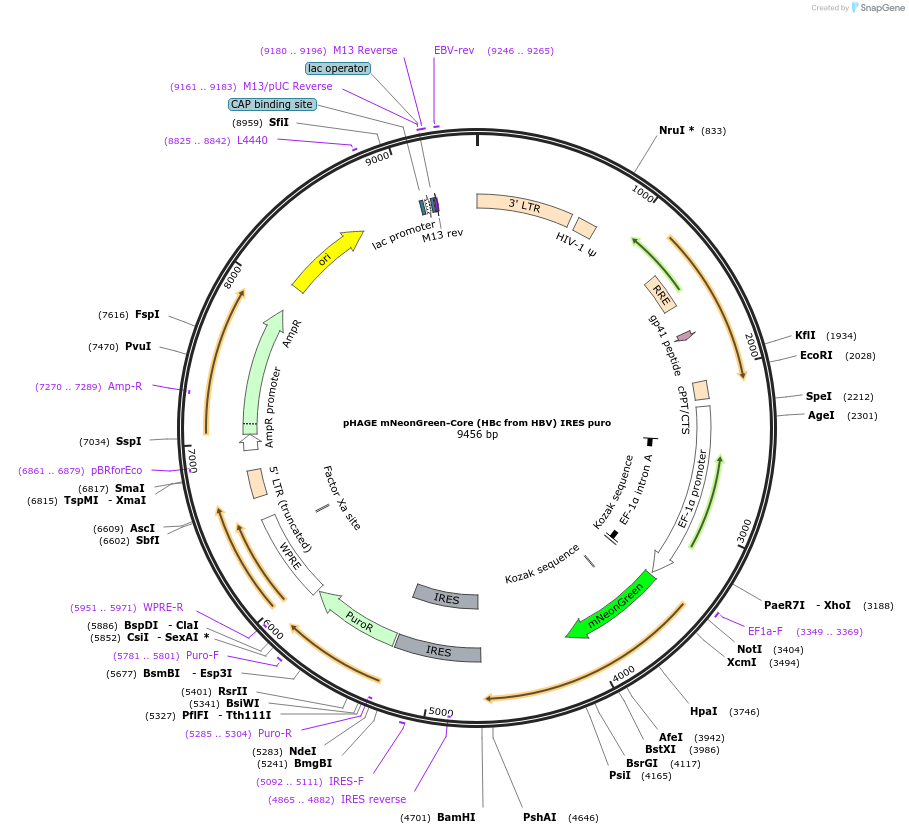 122202-plasmid-map-sequence-id-241284
