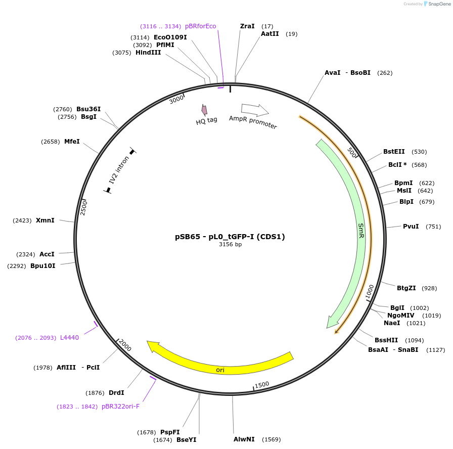 123182-plasmid-map-sequence-id-241413