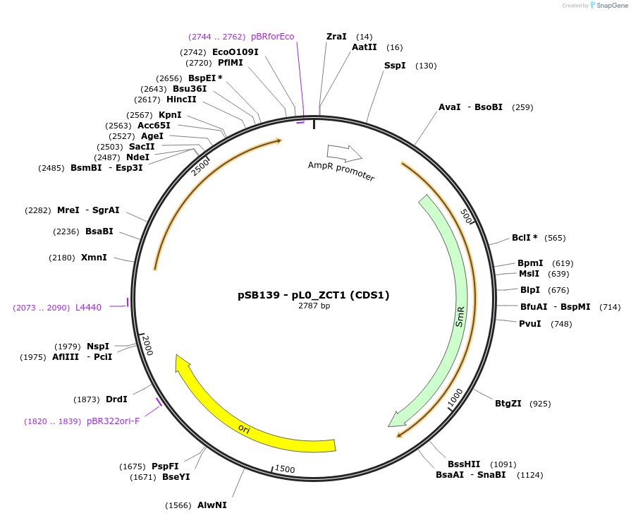 123184-plasmid-map-sequence-id-241417