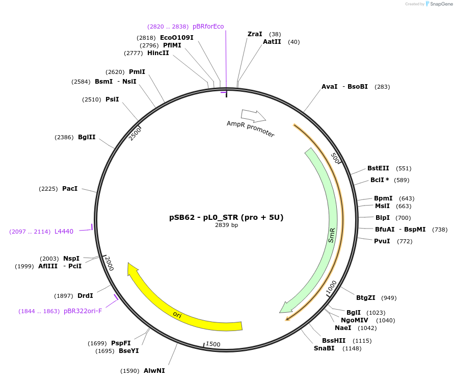 123186-plasmid-map-sequence-id-241420