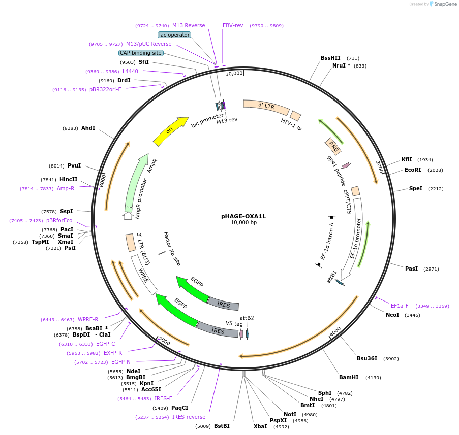 116768-plasmid-map-sequence-id-241421