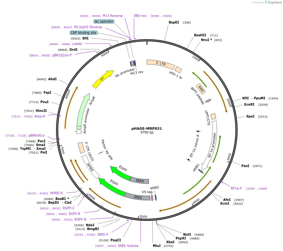 116764-plasmid-map-sequence-id-241427
