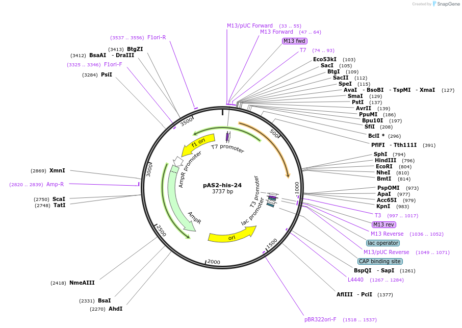 124318-plasmid-map-sequence-id-241459