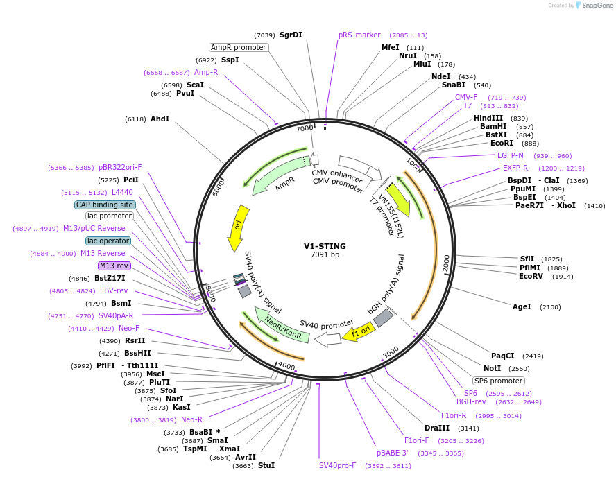 124263-plasmid-map-sequence-id-241474