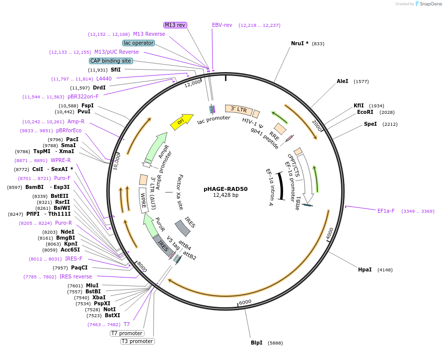 116784-plasmid-map-sequence-id-241491