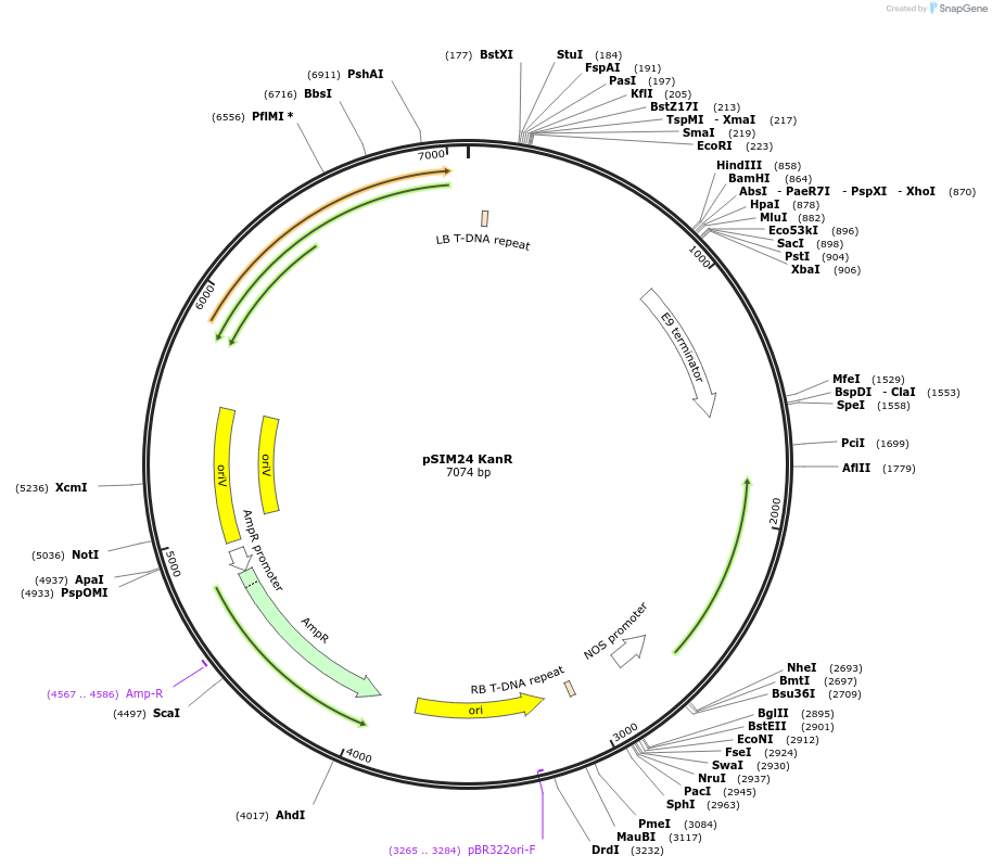 67583-plasmid-map-sequence-id-241689