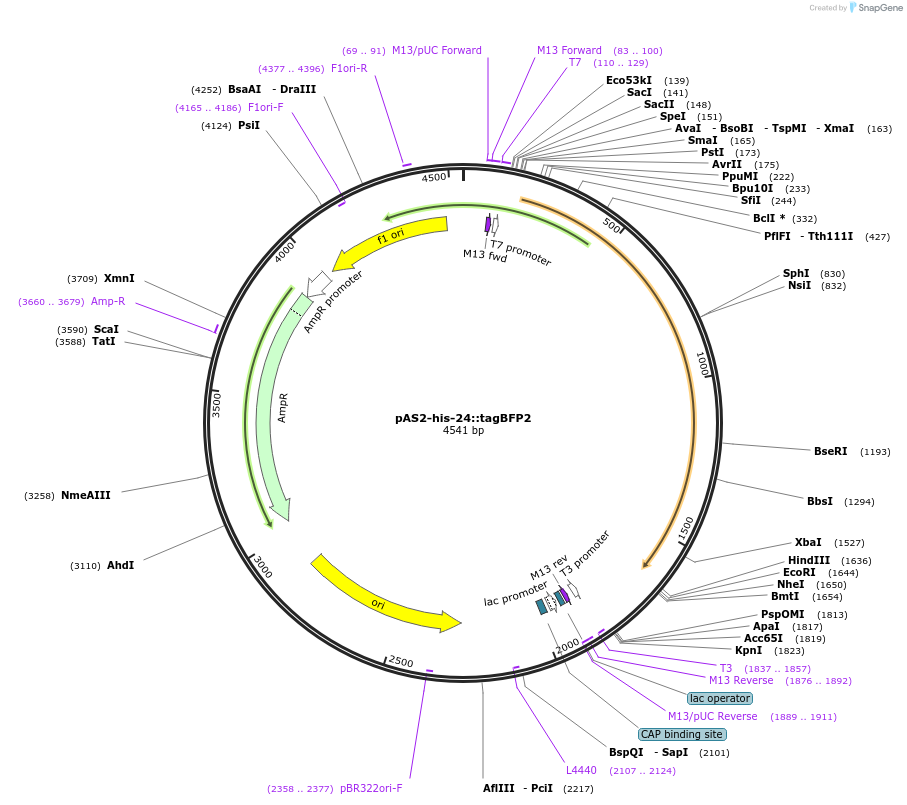 124322-plasmid-map-sequence-id-241690