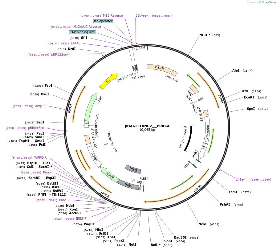 116838-plasmid-map-sequence-id-241705