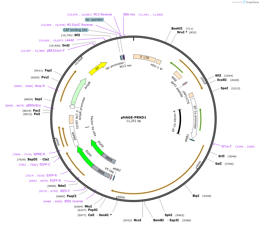 116778-plasmid-map-sequence-id-241716