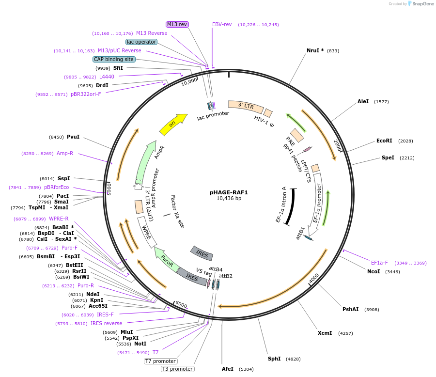116785-plasmid-map-sequence-id-241732