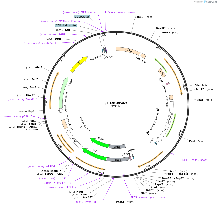 116786-plasmid-map-sequence-id-241735