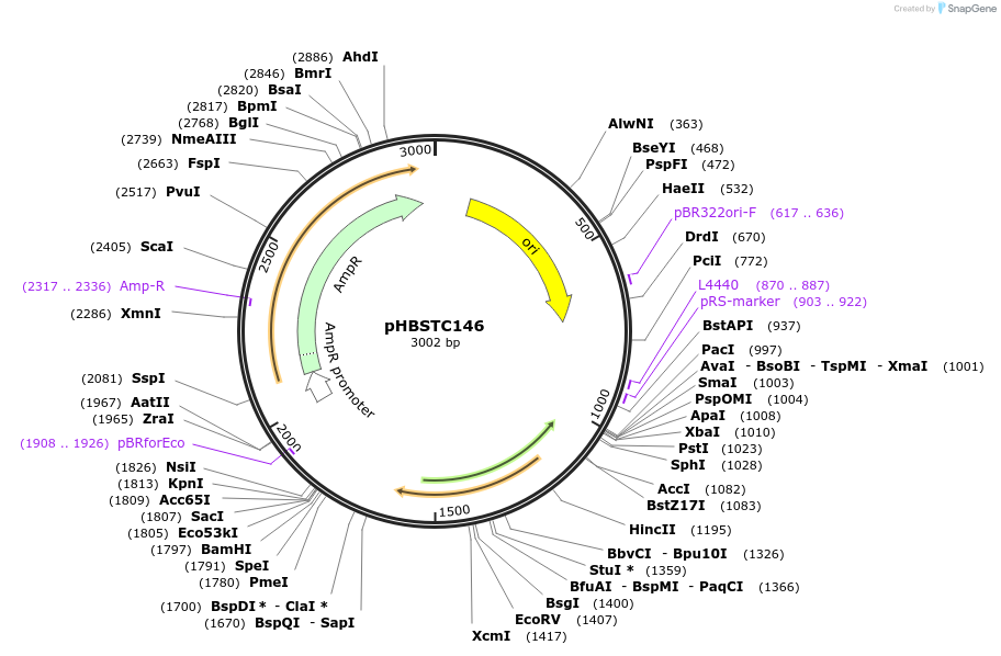 124357-plasmid-map-sequence-id-241737