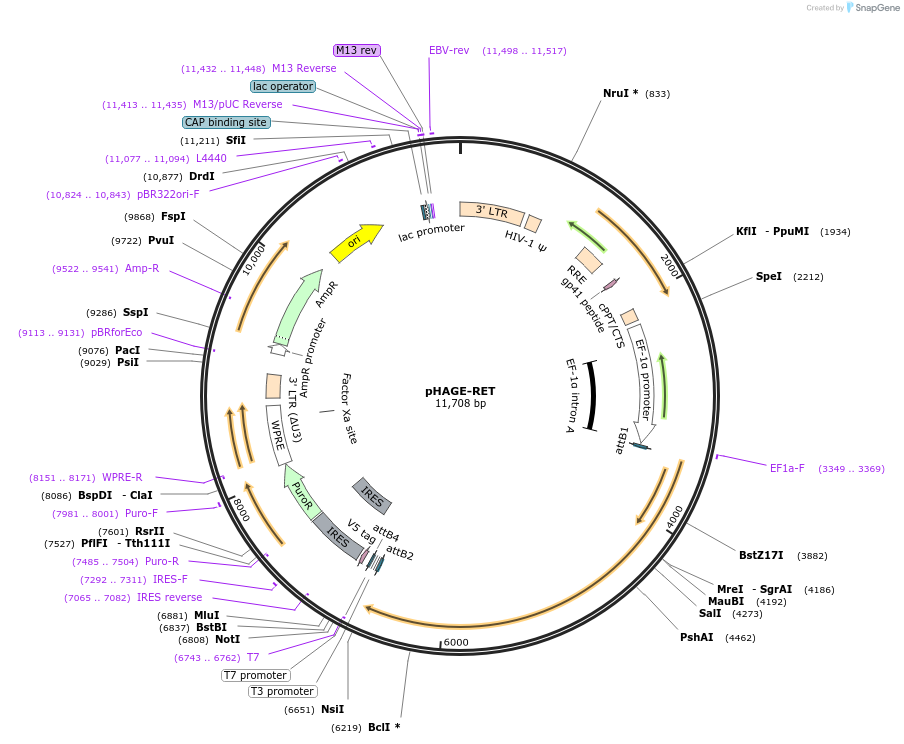 116787-plasmid-map-sequence-id-241738