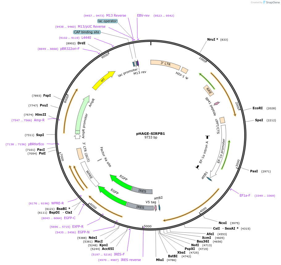 116790-plasmid-map-sequence-id-241743