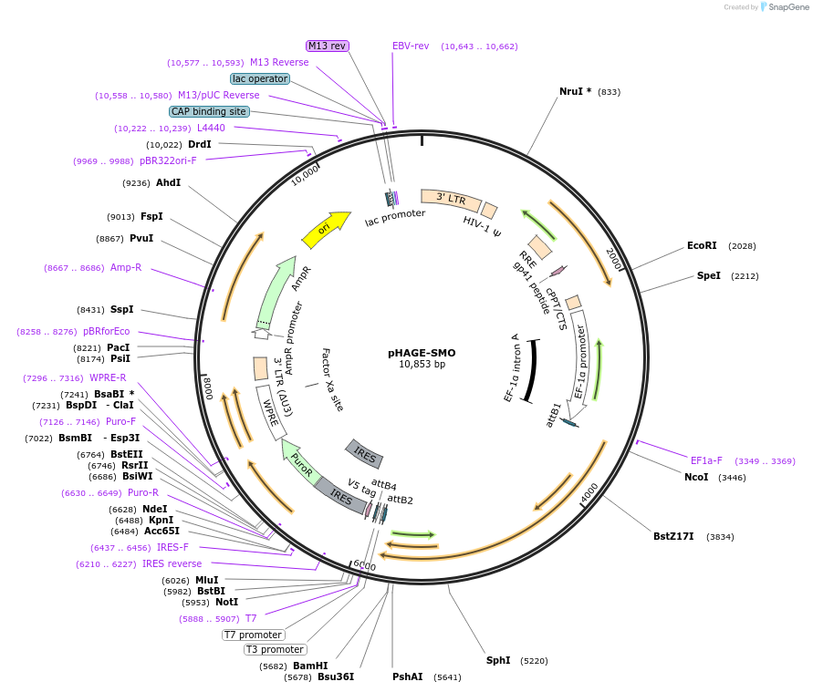 116792-plasmid-map-sequence-id-241748