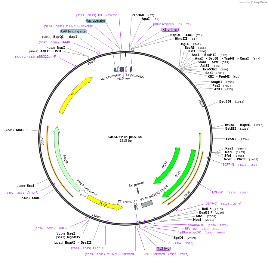121974-plasmid-map-sequence-id-241756