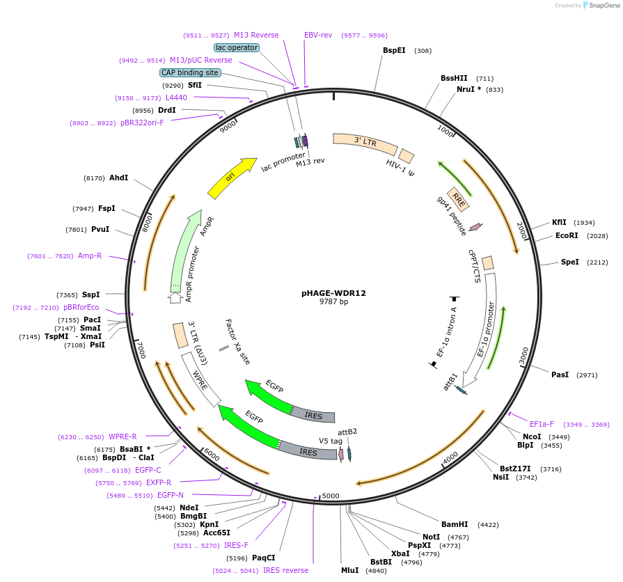 116803-plasmid-map-sequence-id-241766