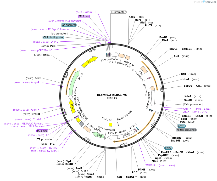 124093-plasmid-map-sequence-id-241781